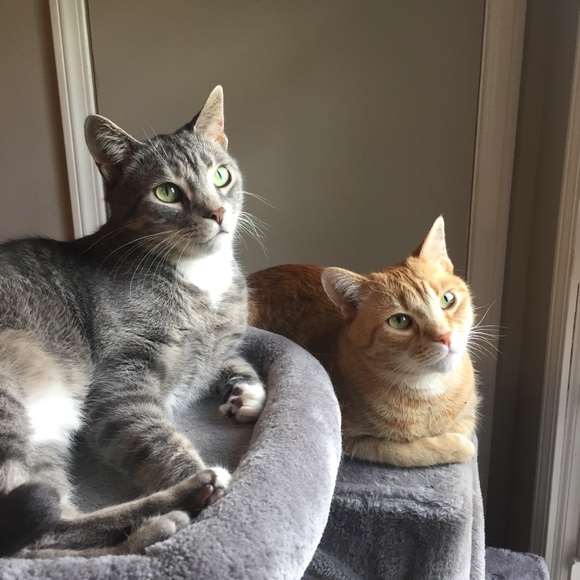 Hi! ๐๐ผIโm Katt. Offers always welcome! ๐ค - Picture 3 of 16